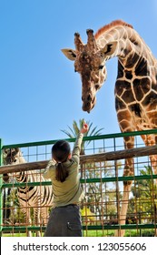 Girl Feeding Giraffe at Zoo - Shutterstock ID 123055606