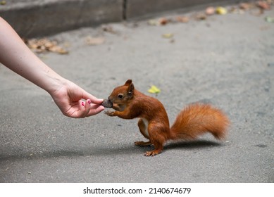 Girl Feeding Nuts To A Young Squirrel In The Park, Wild Life And Nature