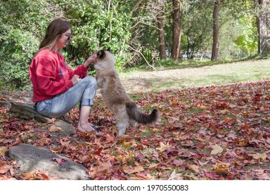 Girl feeding seal point ragdoll cat outdoors in a park