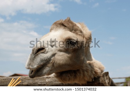 Girl feeds a camel with hands in the zoo in summer