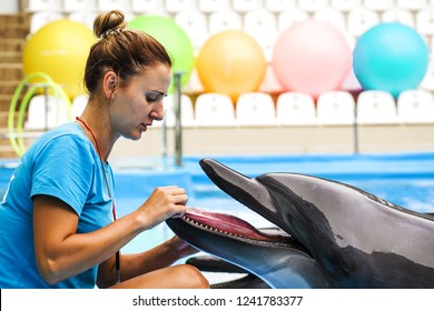 The girl feeds dolphins. The person gives fish to marine animals. Concept mutual understanding of animals and people Harmony in the nature - Shutterstock ID 1241783377