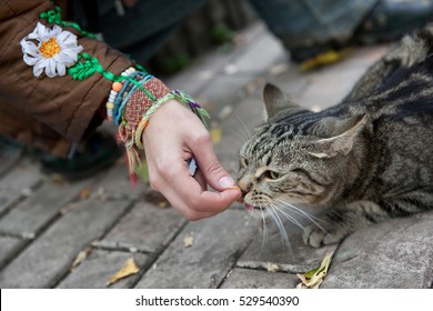 Girl Feeds A Stray Cat On The Street