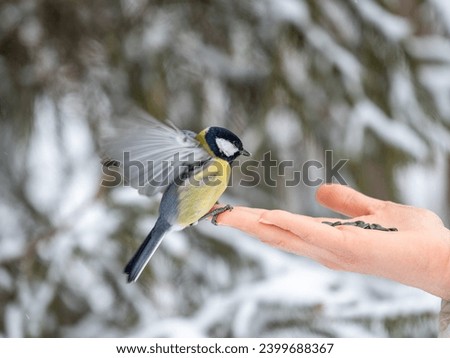 Girl feeds a tit from a palm. A bird sits on a woman's hand and eats seeds. Hungry bird eating seeds from a hand during winter or autumn. Caring for animals in winter or autumn.