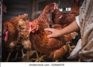 Hen Care High Res Stock Images Shutterstock