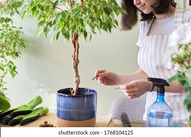 Girl Fertilizes Plant Ficus Benjamina Tree In Pot With Mineral Fertilizer In Sticks At Home. Cultivation And Caring For Indoor Potted Plants. Hobbies And Leisure, Home Gardening, Houseplant