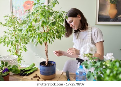 Girl Fertilizes Plant Ficus Benjamina Tree In Pot With Mineral Fertilizer In Sticks At Home. Cultivation And Caring For Indoor Potted Plants. Hobbies And Leisure, Home Gardening, Houseplant