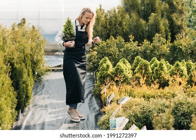 A girl gardener checks coniferous plants in the garden center in early spring. Landscape design. Tree planting season.