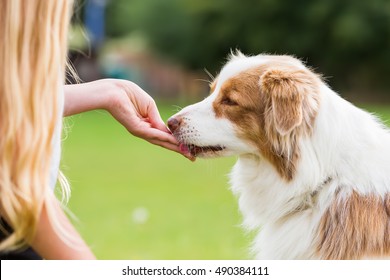girl gives an Australian Shepherd dog a treat - Shutterstock ID 490384111