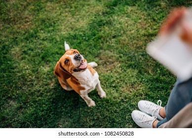 Girl Giving A Treat To Happy Dog.