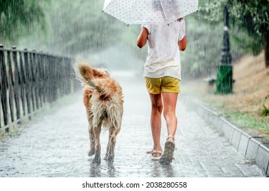 Girl With Golden Retriever Dog During Rain Running Under Umbrella Outside. Preteen Kid With Doggy Pet Walking In Rainy Day