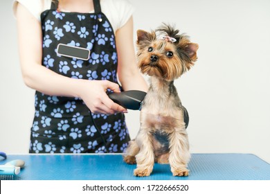 Girl Groomer Makes A Haircut For The Dog