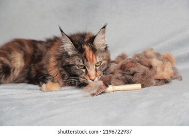 Girl grooming Maine Coon cat, combing her cat with a brush. Cat care hygiene, pet grooming.Shedding cat,pile of cat hair - Shutterstock ID 2196722937