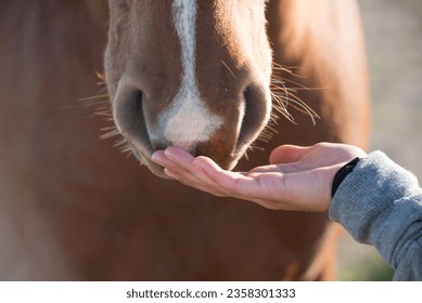 girl hand caressing horse detail