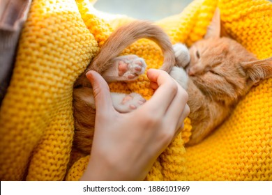 The girl hand and kitten tail make heart shape on lovely cat paws. Orange cat baby relax on the yellow knitted blanket. Red kitten and cozy nap time.   - Powered by Shutterstock