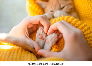 The girl hand make heart shape on lovely cat. Orange cat baby relax on the yellow knitted blanket. Red kitten and cozy nap time.  The paws of pet raised up - Powered by Shutterstock