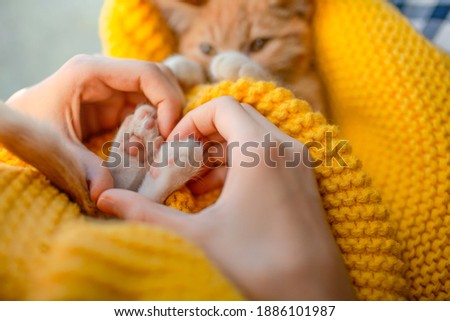 The girl hand make heart shape on lovely cat. Orange cat baby relax on the yellow knitted blanket. Red kitten and cozy nap time.  The paws of pet raised up