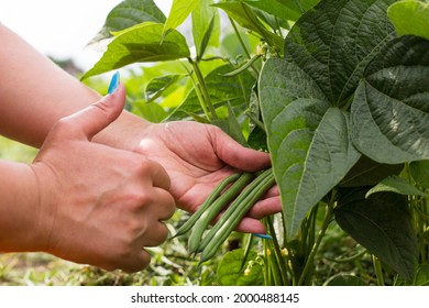 Girl hand showing thumb up for asparagus grean beans and picking it from the plant.