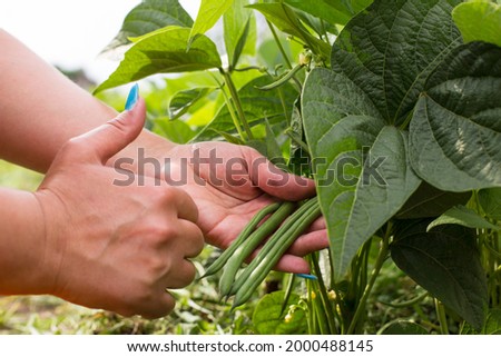 Girl hand showing thumb up for asparagus grean beans and picking it from the plant.