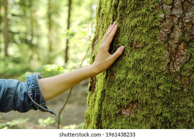 Girl hand touches a tree with moss in the wild forest. Forest ecology. Wild nature, wild life. Earth Day. Traveler girl in a beautiful green forest. Conservation, ecology, environment concept - Shutterstock ID 1961438233