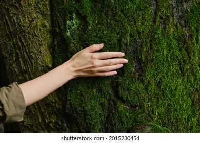 Girl hand touches a tree with moss in the wild forest. Forest ecology. Wild nature, wild life. Earth Day. Traveler girl in a beautiful green forest. Conservation, ecology, environment concept - Shutterstock ID 2015230454