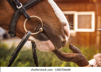 Girl hand touching horse head. Equestrian theme. Ring bit.