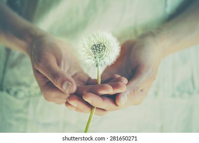 Girl Handing Dandelion Flower, Instagram