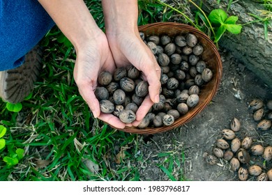 Girl harvesting Pecan nuts which are at the feet of a Pecan tree. Top view with copy space