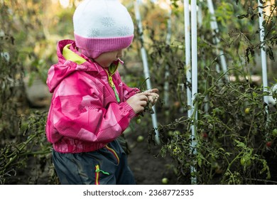 A girl harvests the last crop of tomatoes in the garden. Preparing the garden for winter. Last vegetables before frost - Powered by Shutterstock