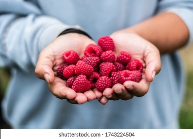 A girl with her hands full of raspberries.