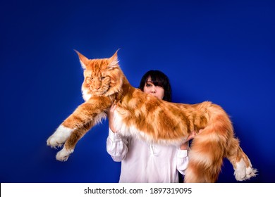 258 Gigant cat Images, Stock Photos & Vectors | Shutterstock