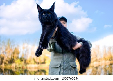 Black Maine Coon Images Stock Photos Vectors Shutterstock