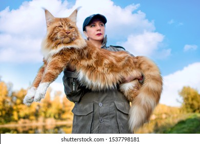 Girl Holding Arms Huge Maine Coon Stock Photo 1537798181 | Shutterstock