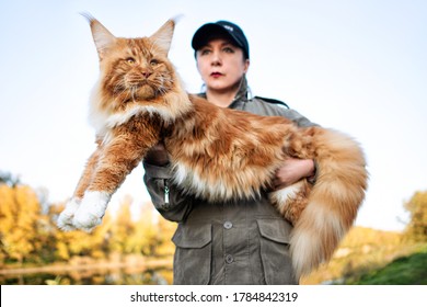 A Girl Holding In Arms A Huge Maine Coon Cat In Forest In Fall.