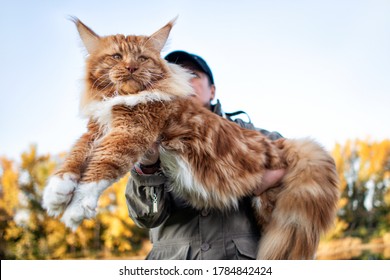Girl Holding Arms Huge Maine Coon Stock Photo 1784842424 | Shutterstock
