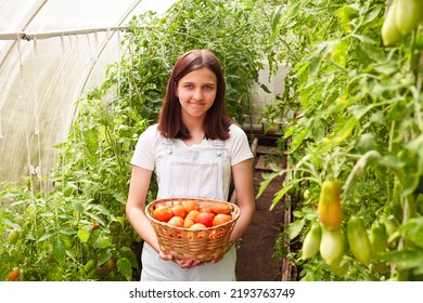 The girl is holding a basket of ripe tomatoes in her hands. Harvesting organic tomatoes in a home greenhouse. Healthy food. 