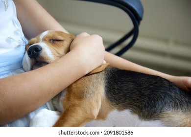 Girl is holding a Beagle puppy in her arms. Dog in the hospital has a little mistress on her knees