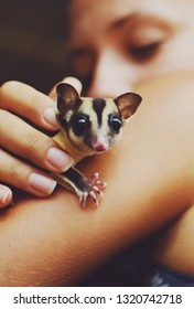 Girl holding a cute, adorable and curious baby sugar glider pet on her arm