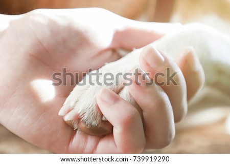 A girl holding a dog's paw, toned.