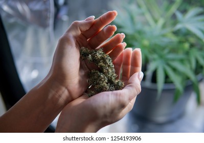 Girl Holding Fresh Marijuana Buds Hands Stock Photo (Edit Now ...