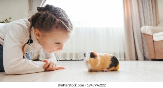 girl holding a guinea pig in her arms, on a black background. a lot of joy and fun