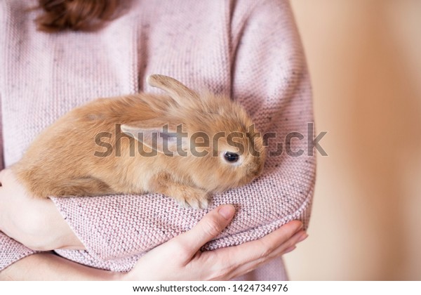 明るい背景に小さな赤いウサギを持つ女の子 赤くふわふわしたウサギが少女の手に座る ピンクのセーターを着た女の子がウサギを持っている ペットショップや広告の提案 の写真素材 今すぐ編集