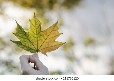 Girl Holding Maple Leaf In Autumn Park