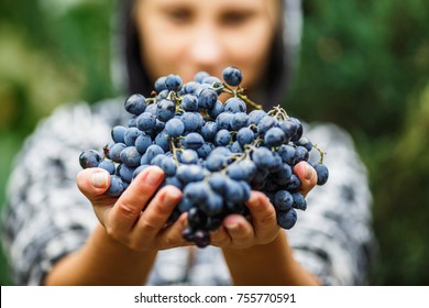 girl holding and offering a bunch of ripe grapes. the harvest of the grapes