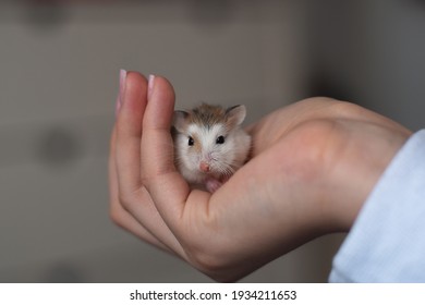 Girl Is Holding The Roborovski Dwarf Hamster In Her Hand