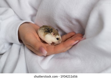 Girl Is Holding The Roborovski Dwarf Hamster In Her Hand