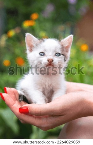 The girl is holding a small cute kitten in her hands