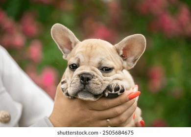 girl holding a small fawn French bulldog puppy in her hands - Powered by Shutterstock