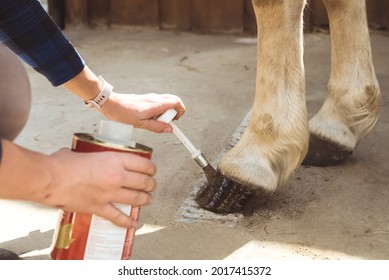 Girl holding a tin applying Oil on a horse hoof. Light brown horses hooves are being oiled by its owner. Taking care and grooming of horses concept. Oiling hoof to protect them from damage.