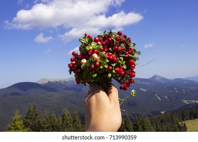 A girl holds a bouquet with cranberries on a background of mountains and forests. Red ripe berries on the background of blue sky and clouds.