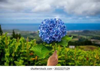 A Girl Holds A Bouquet Of Hydrangea In Her Hand, With The Background The North Coast Of São Miguel Island In The Azores, Portugal.